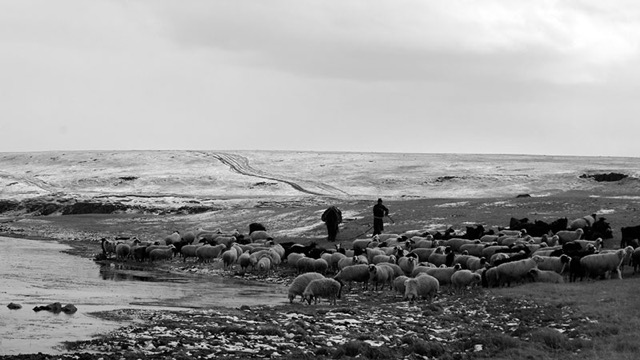 Herder & sheep