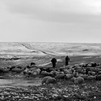 Herder-and-Sheep.jpg