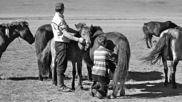 Milking mares